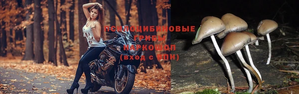 прущие крисы Абинск
